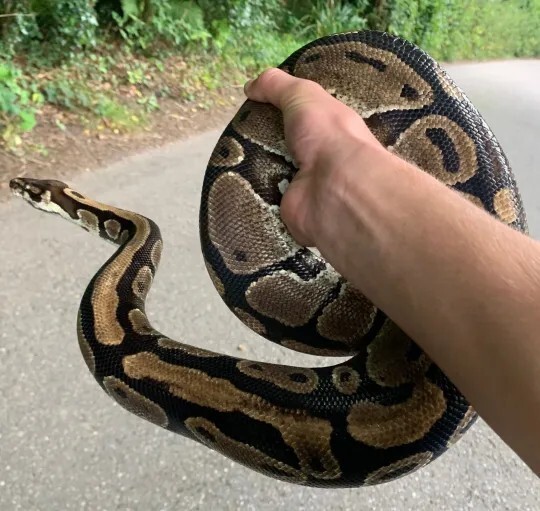 ثعبان