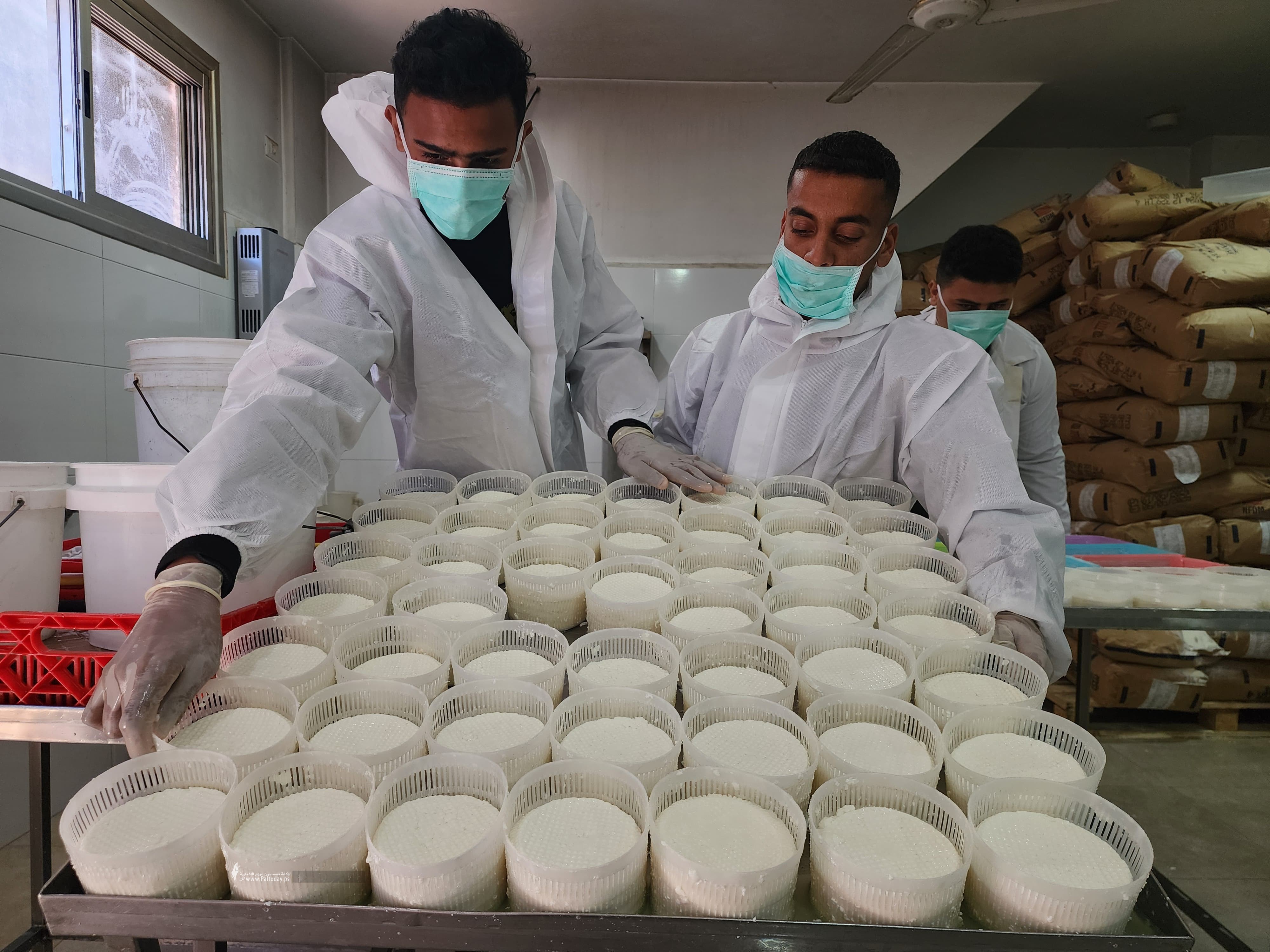 صناعة الجبنة البلدية برفح  (4).jpeg