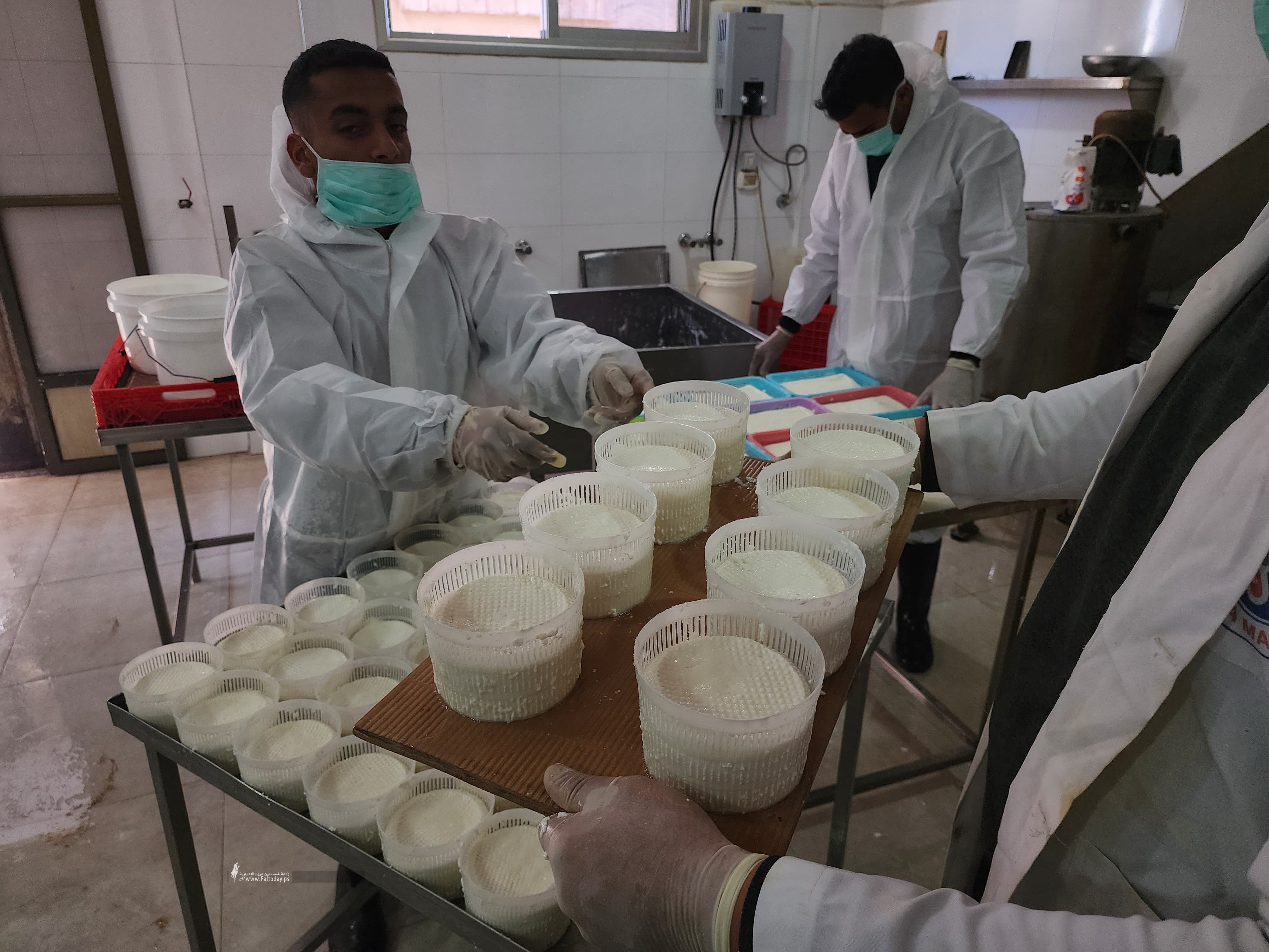 صناعة الجبنة البلدية برفح  (7).jpeg