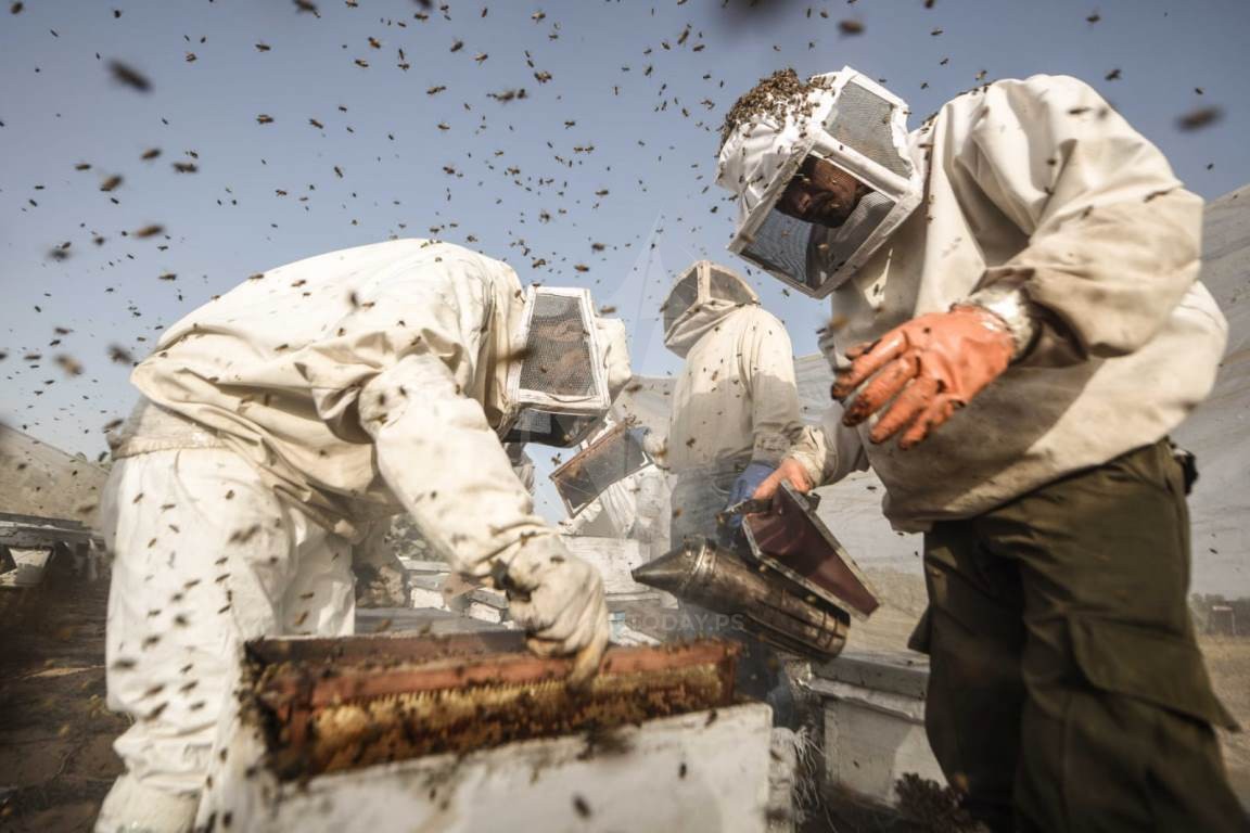  جني العسل الربيعي فى جنوب قطاع غزة ‫(42729990)‬ ‫‬