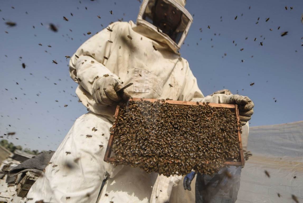  جني العسل الربيعي فى جنوب قطاع غزة ‫(42729988)‬ ‫‬