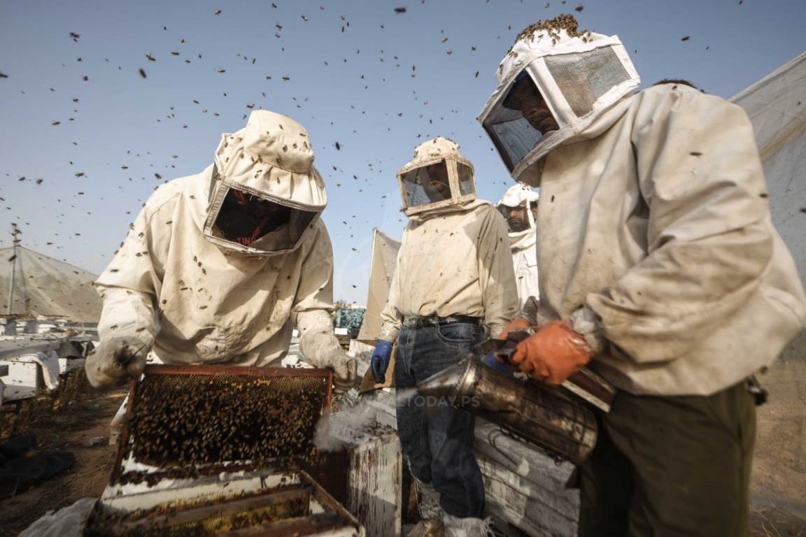  جني العسل الربيعي فى جنوب قطاع غزة ‫(42729994)‬ ‫‬