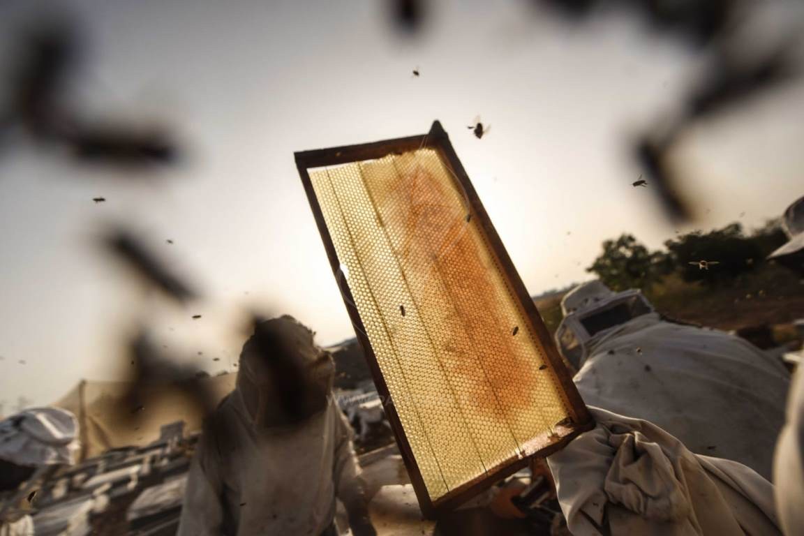  جني العسل الربيعي فى جنوب قطاع غزة ‫(42729997)‬ ‫‬