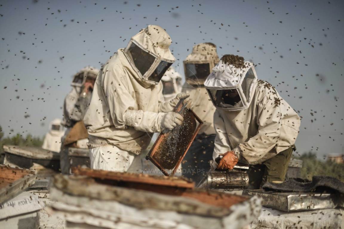  جني العسل الربيعي فى جنوب قطاع غزة ‫(42729991)‬ ‫‬