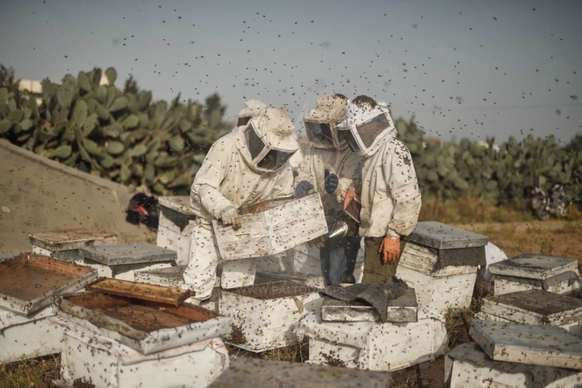  جني العسل الربيعي فى جنوب قطاع غزة ‫(42729993)‬ ‫‬